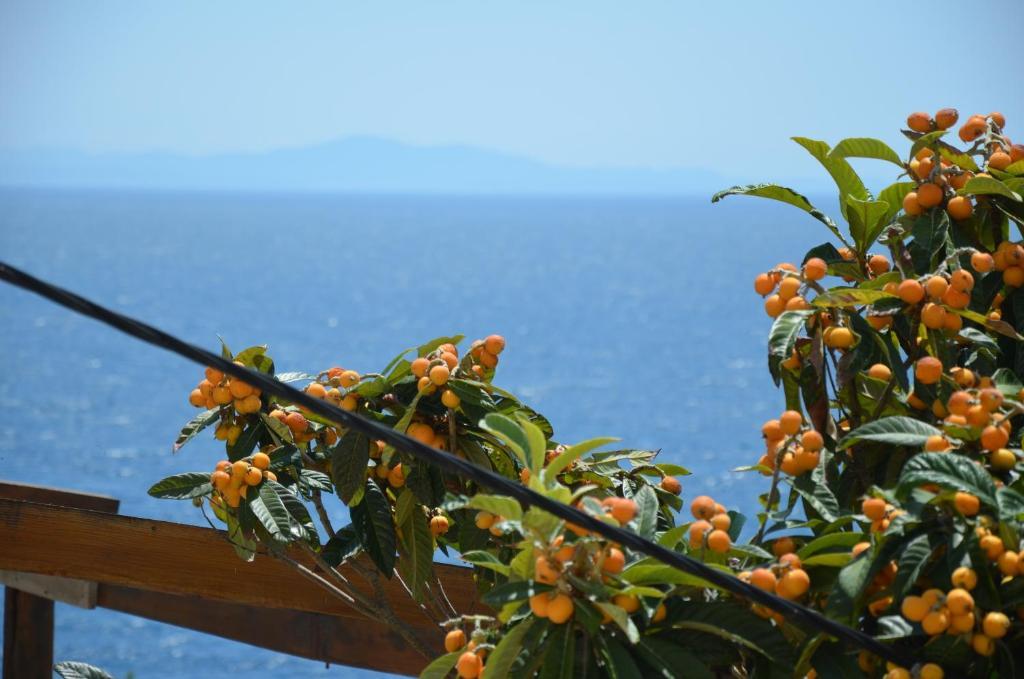 Villa Fortudor Milna  Oda fotoğraf